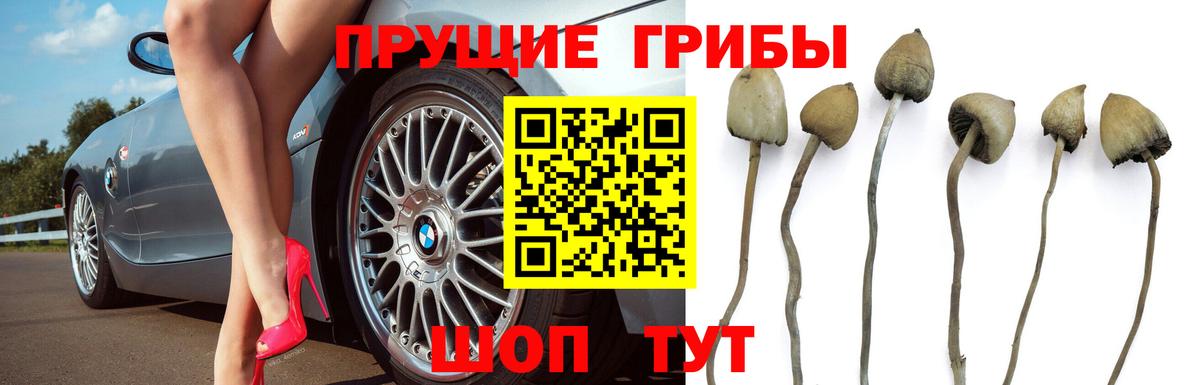 Псилоцибиновые грибы Psilocybe  Вход с VPN  Губкин 